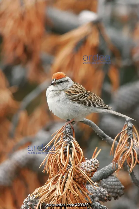 : Chipping Sparrow : Chipping Sparrow