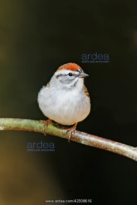 : Chipping Sparrow : Chipping Sparrow