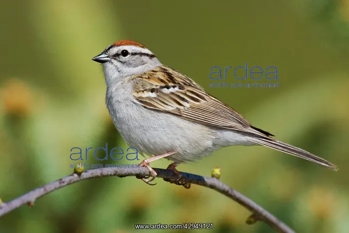: Chipping Sparrow : Chipping Sparrow