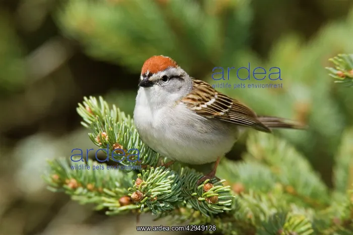 : Chipping Sparrow : Chipping Sparrow