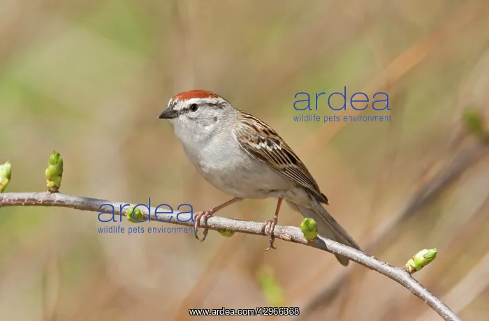 : Chipping Sparrow : Chipping Sparrow
