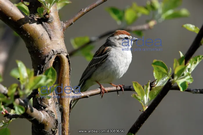 : Chipping Sparrow : Chipping Sparrow