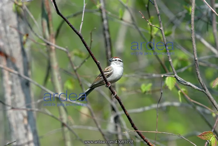 : Chipping Sparrow : Chipping Sparrow