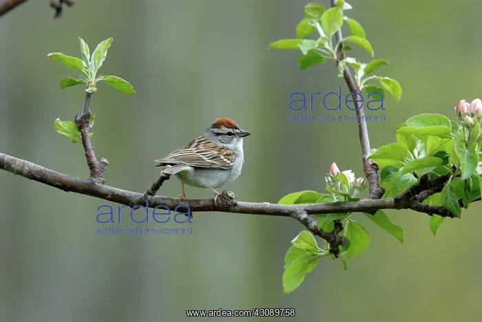 : Chipping Sparrow : Chipping Sparrow
