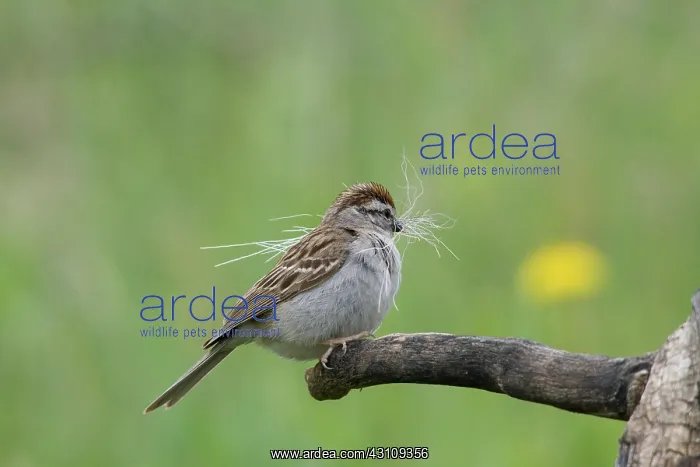 : Chipping Sparrow : Chipping Sparrow