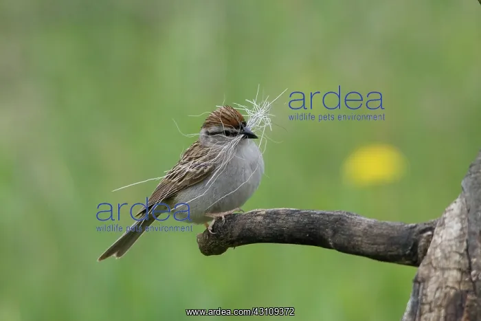 : Chipping Sparrow : Chipping Sparrow