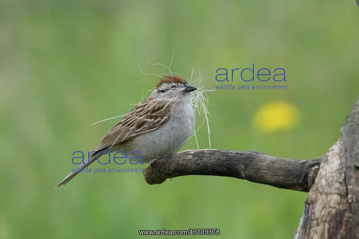 : Chipping Sparrow : Chipping Sparrow