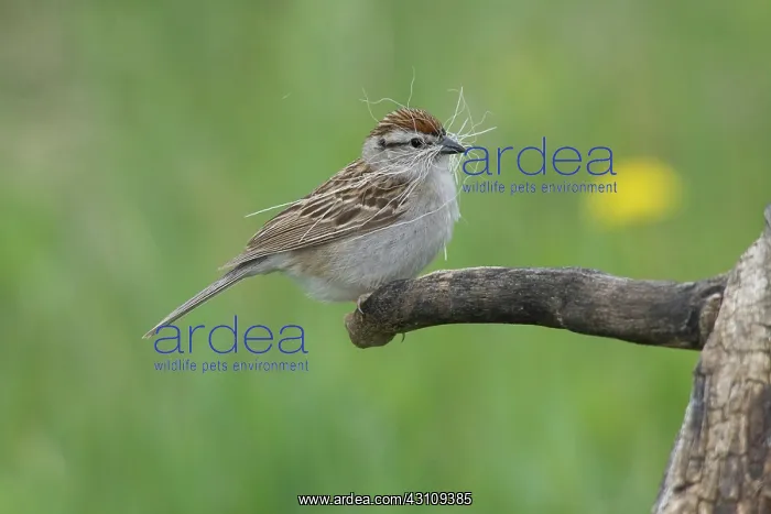: Chipping Sparrow : Chipping Sparrow