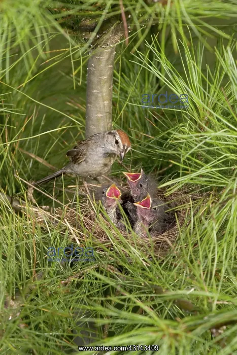 : Chipping Sparrow with Chicks : Chipping Sparrow with Chicks