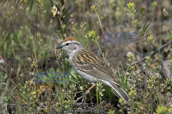 : Chipping Sparrow - on ground : Chipping Sparrow - on ground