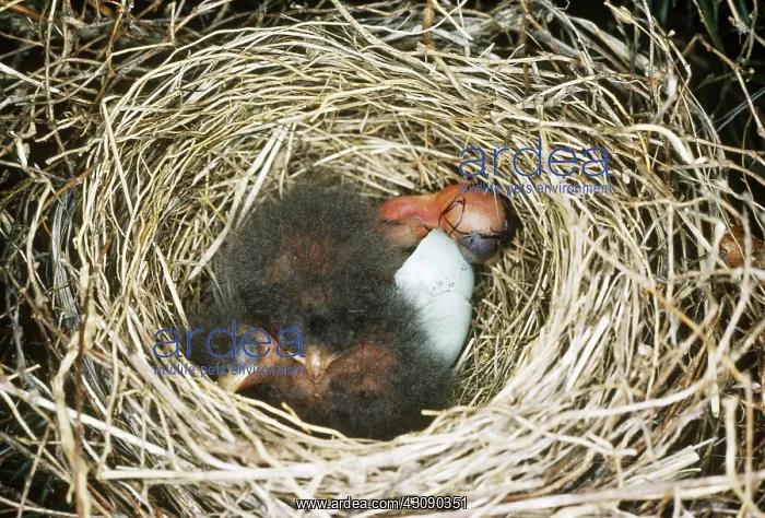 : Chipping Sparrow Hatchlings : Chipping Sparrow Hatchlings