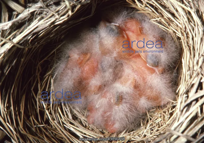 : Chipping Sparrow Hatchlings : Chipping Sparrow Hatchlings