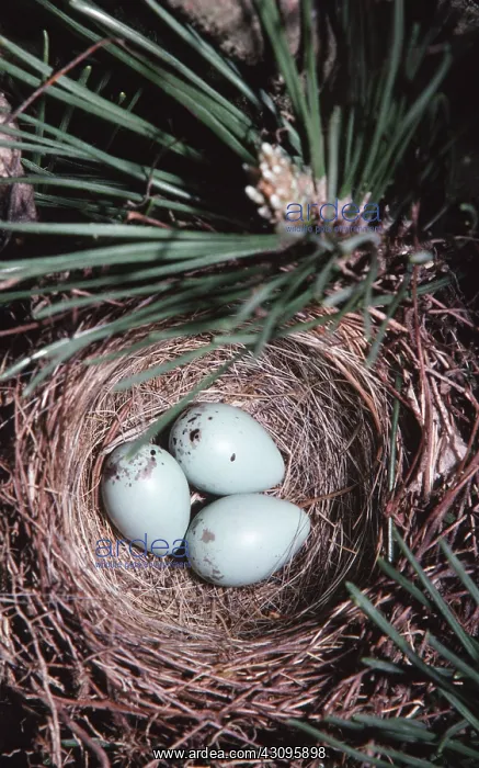 : Chipping Sparrow nest : Chipping Sparrow nest