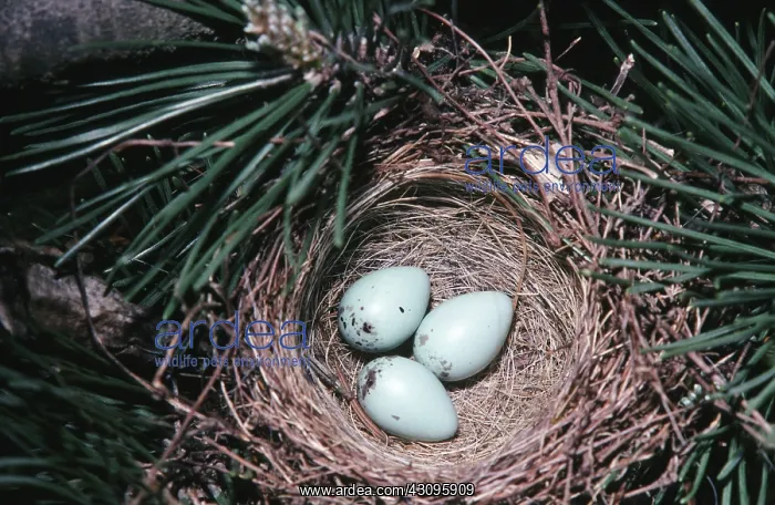 : Chipping Sparrow nest : Chipping Sparrow nest