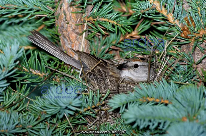 : Chipping Sparrow on nest : Chipping Sparrow on nest
