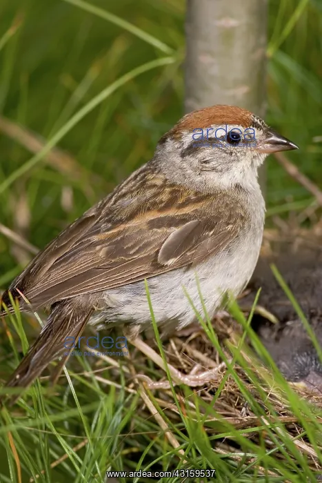: Chipping Sparrow at Nest : Chipping Sparrow at Nest