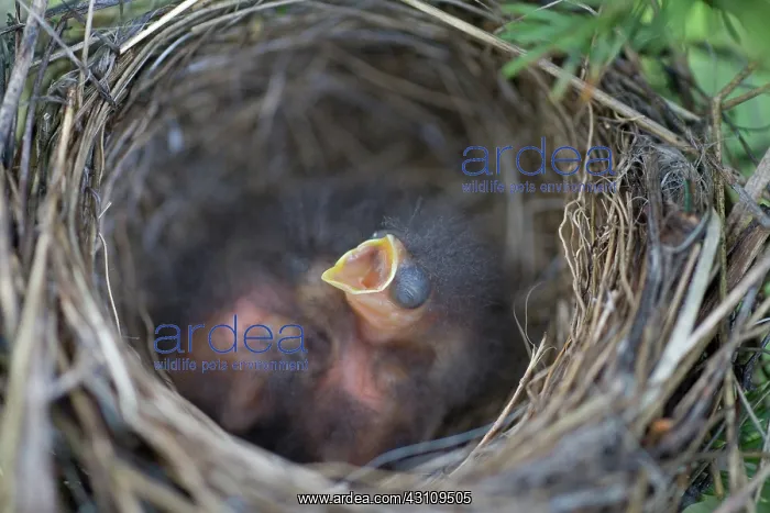 : Chipping Sparrow Nestlings : Chipping Sparrow Nestlings