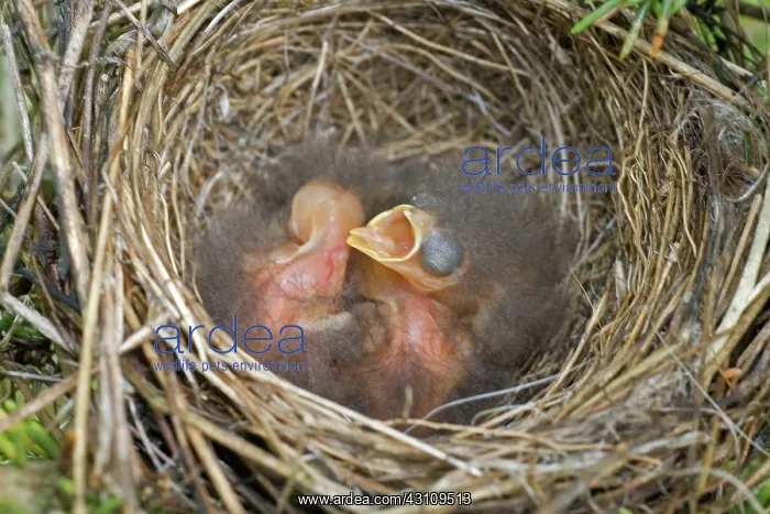 : Chipping Sparrow Nestlings : Chipping Sparrow Nestlings