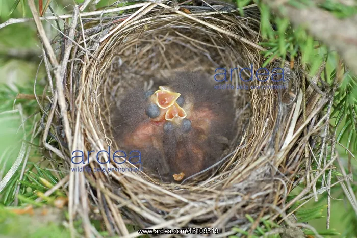 : Chipping Sparrow Nestlings : Chipping Sparrow Nestlings