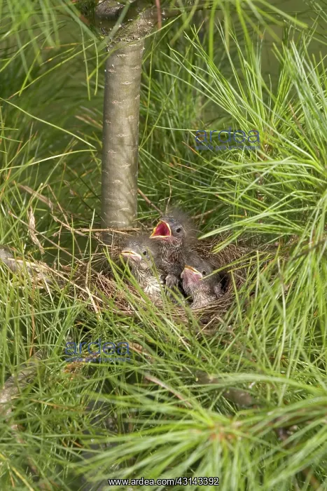 : Chipping Sparrow Nestlings : Chipping Sparrow Nestlings