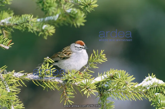 : Chipping SPARROW - perched snow covered branch : Chipping SPARROW - perched snow covered branch