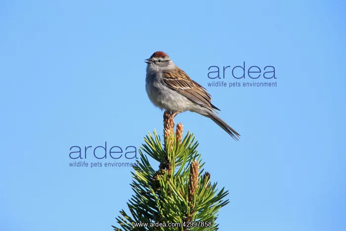 : Chipping Sparrow - singing Yellowstone National : Chipping Sparrow - singing Yellowstone National