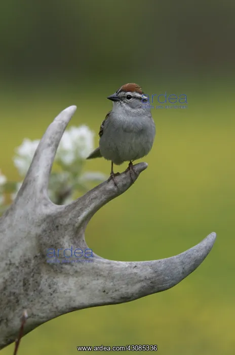 : Chipping sparrow sitting on caribou antler : Chipping sparrow sitting on caribou antler