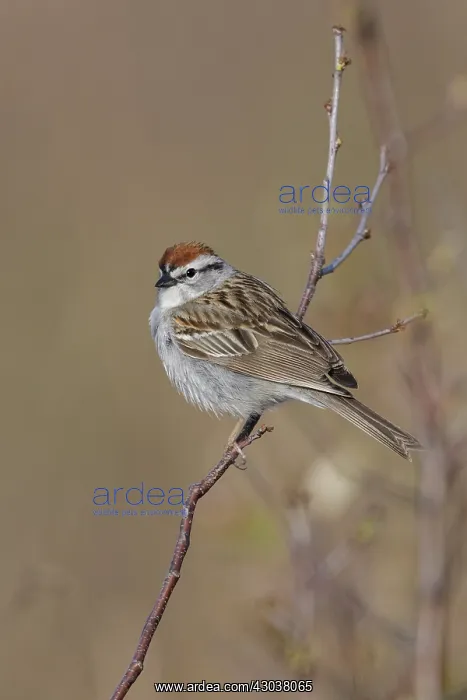 : Chipping Sparrow Spizella passerina CT in April Chip : Chipping Sparrow Spizella passerina CT in April Chip