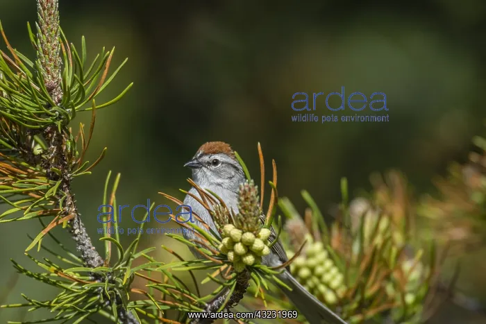 : Chipping Sparrow (Spizella passerina) in pine tree : Chipping Sparrow (Spizella passerina) in pine tree