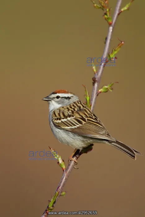 : Chipping Sparrow on territory in spring : Chipping Sparrow on territory in spring