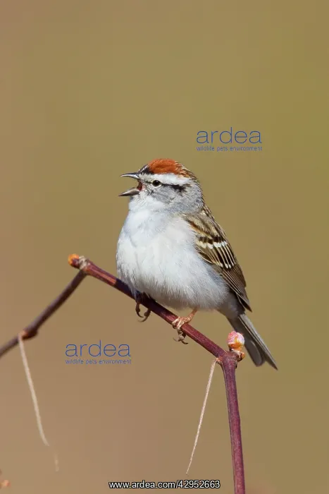 : Chipping Sparrow on territory in spring : Chipping Sparrow on territory in spring