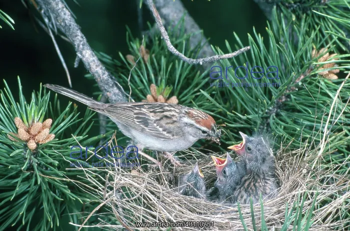  : Chipping Sparrows