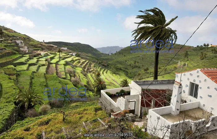 : Chipude en route to Valle Gran Rey - much terracing : Chipude en route to Valle Gran Rey - much terracing