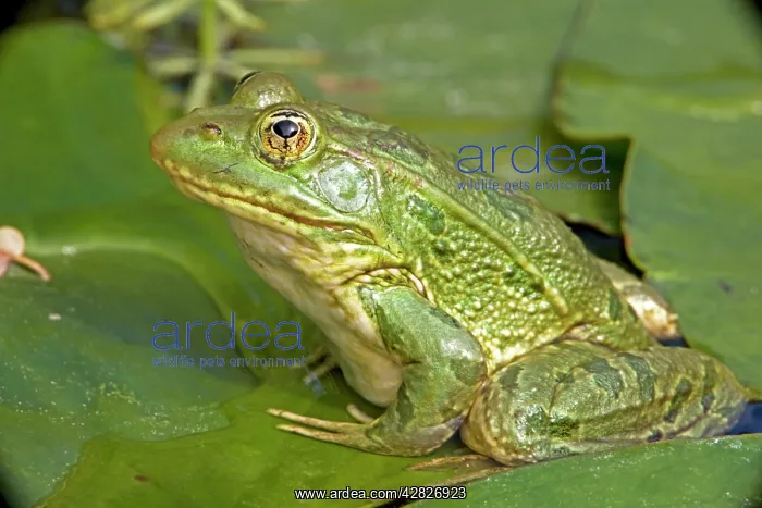 : Chiricahua Leopard Frog : Chiricahua Leopard Frog