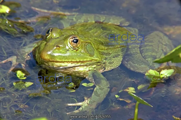 : Chiricahua Leopard Frog : Chiricahua Leopard Frog