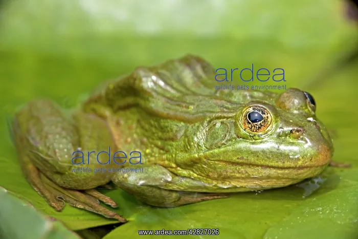 : Chiricahua Leopard Frog : Chiricahua Leopard Frog