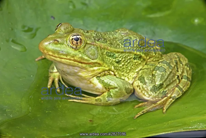 : Chiricahua Leopard Frog : Chiricahua Leopard Frog