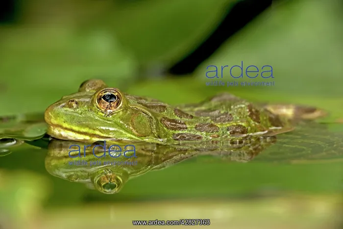 : Chiricahua Leopard Frog : Chiricahua Leopard Frog