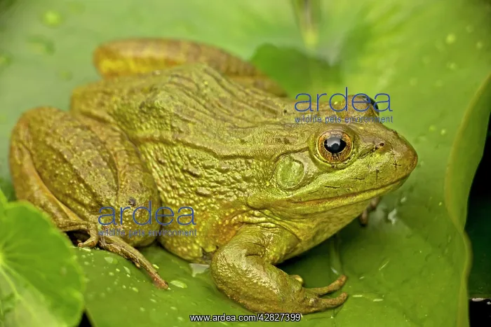 : Chiricahua Leopard Frog : Chiricahua Leopard Frog