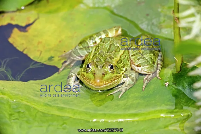 : Chiricahua Leopard Frog : Chiricahua Leopard Frog