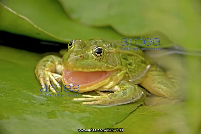 : Chiricahua Leopard Frog / Ramsey Canyon Leopard : Chiricahua Leopard Frog / Ramsey Canyon Leopard