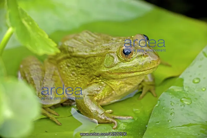 : Chiricahua Leopard Frog / Ramsey Canyon Leopard Frog : Chiricahua Leopard Frog / Ramsey Canyon Leopard Frog