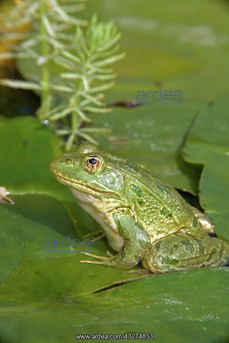 : Chiricahua Leopard Frog (Rana chiricahuensis) - Arizona - US : Chiricahua Leopard Frog (Rana chiricahuensis) - Arizona - US