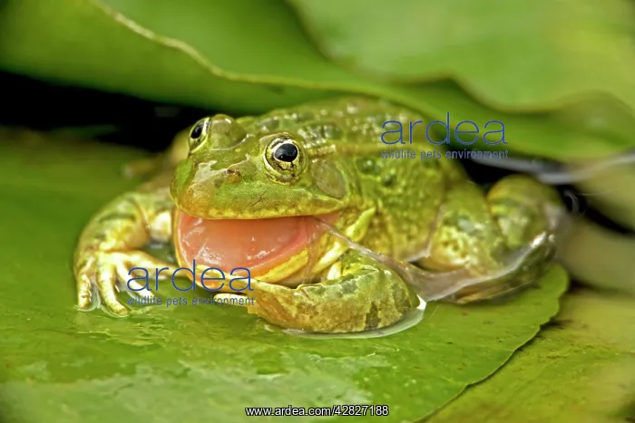 : Chiricahua Leopard Frog - Swallowing its shed skin : Chiricahua Leopard Frog - Swallowing its shed skin