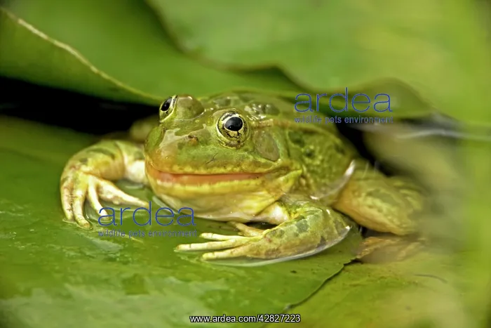 : Chiricahua Leopard Frog - Swallowing its shed skin : Chiricahua Leopard Frog - Swallowing its shed skin