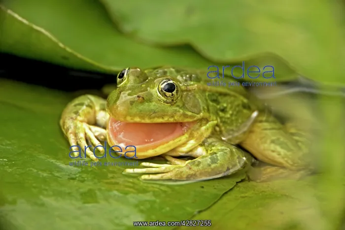 : Chiricahua Leopard Frog - Swallowing its shed skin : Chiricahua Leopard Frog - Swallowing its shed skin