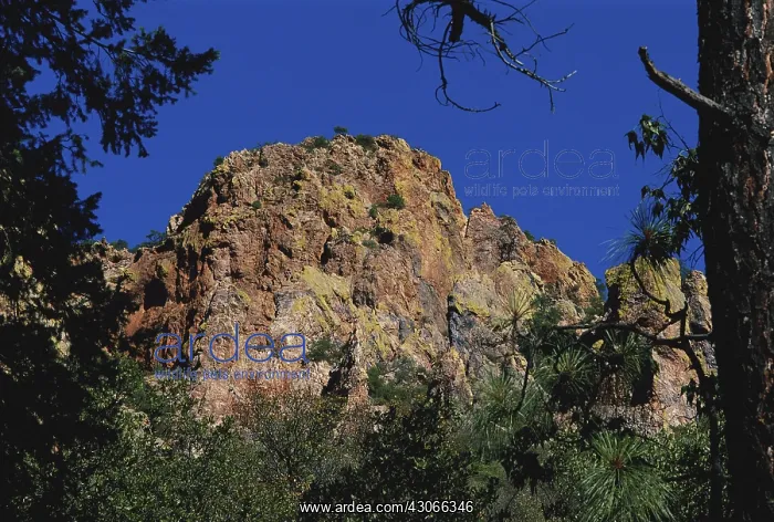 : Chiricahua Mountains, Arizona : Chiricahua Mountains, Arizona