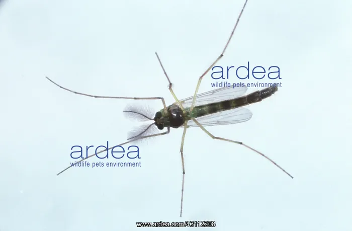  : Chironomid midge