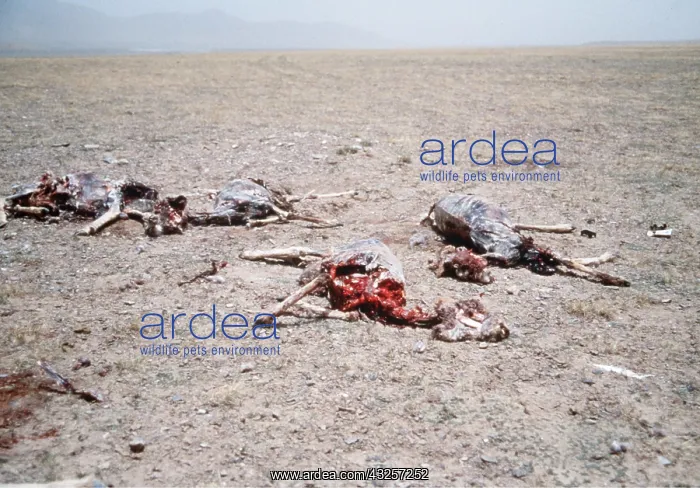 : CHIRU / Tibetan ANTELOPE - carcasses of females : CHIRU / Tibetan ANTELOPE - carcasses of females