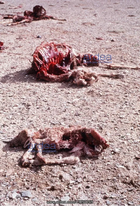 : CHIRU / Tibetan ANTELOPE - carcasses left by shahtoosh : CHIRU / Tibetan ANTELOPE - carcasses left by shahtoosh